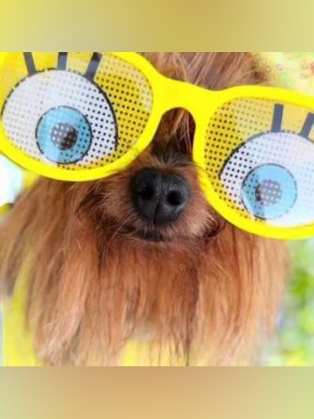 SPONGEBOB DOG BUNDLE